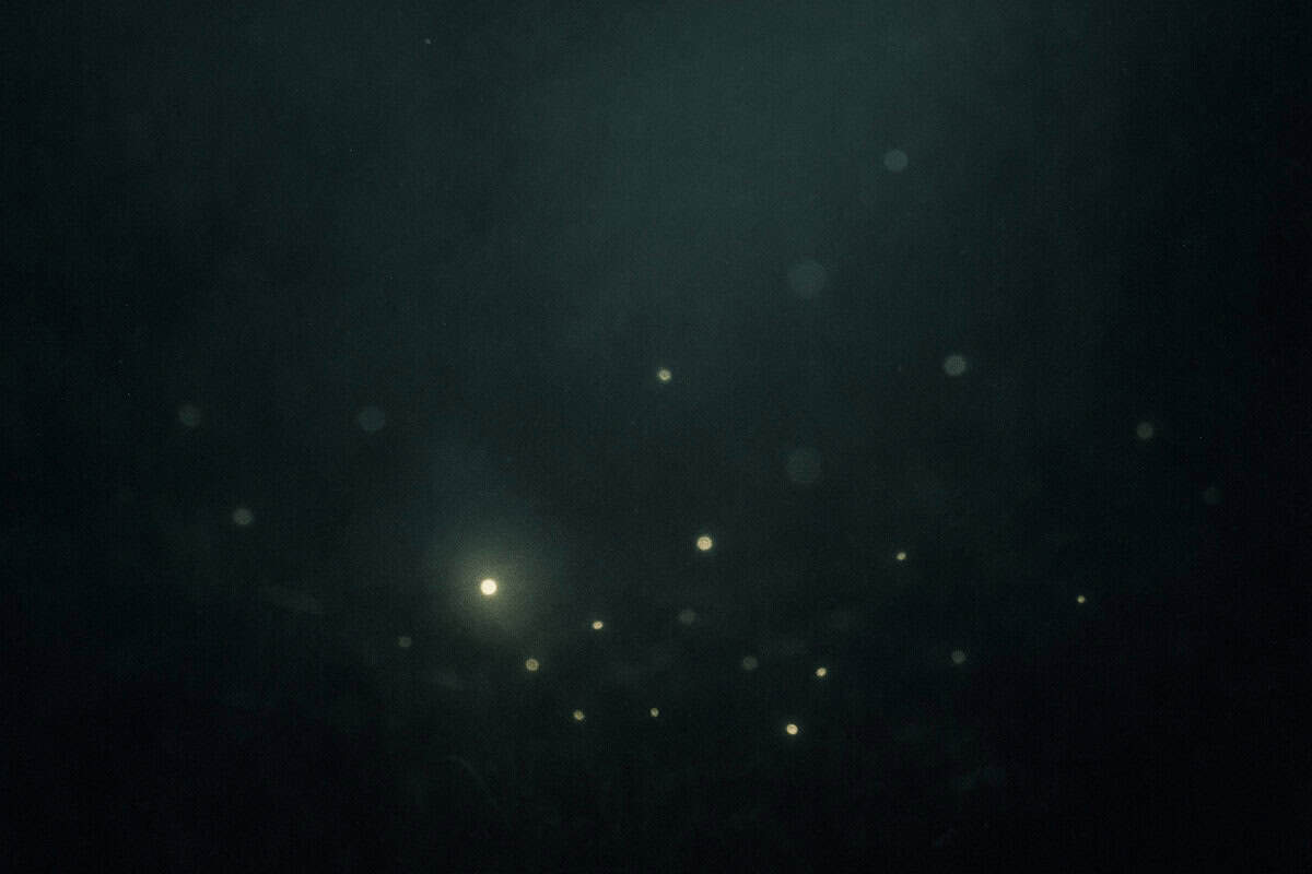 Fireflies in the dark